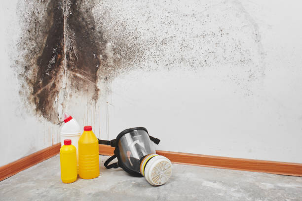 Best Mold Remediation Services  in Marrero, LA