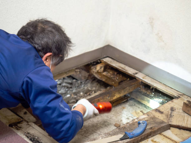 Best Toxic Mold Removal  in Marrero, LA