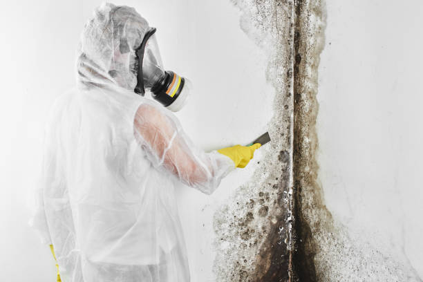 Best Mold Removal Specialists  in Marrero, LA