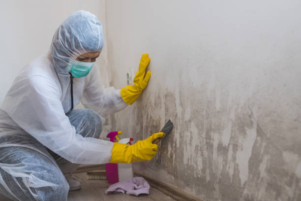 Best Mold Damage Repair  in Marrero, LA