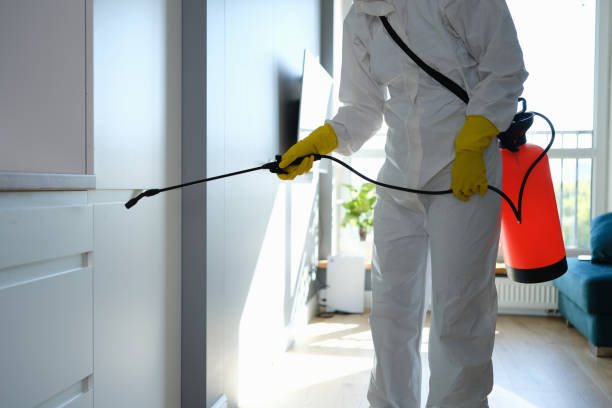 Best Black Mold Removal  in Marrero, LA