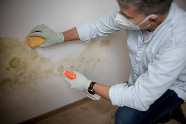 Marrero, LA Mold Removal Company