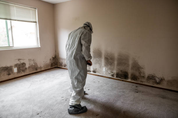 Best Commercial Mold Removal  in Marrero, LA