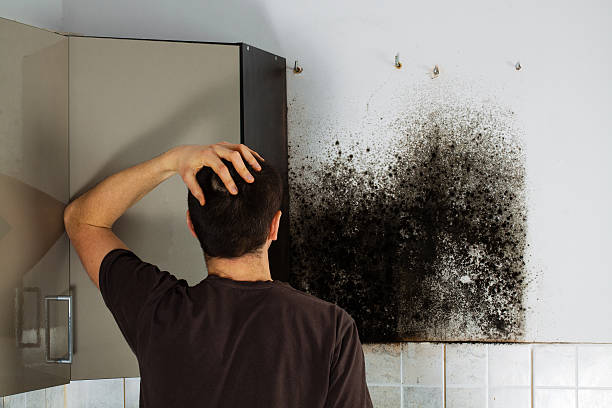 Best Fast Mold Removal  in Marrero, LA